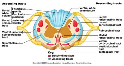 Spinal cord cross-section showing ascending and descending tracts