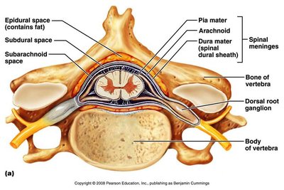 Cross-section of spinal cord showing meninges and spaces