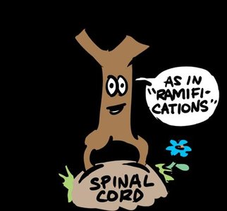 Diagram of spinal nerve rami and associated structures
