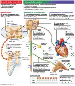 Comparison of somatic and autonomic motor pathways