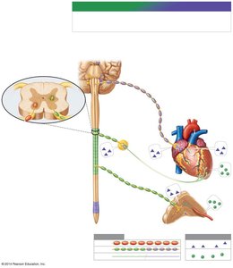 Parasympathetic nervous system pathways and features