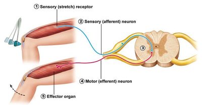 Knee-jerk reflex arc diagram