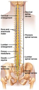 Labeled spinal cord anatomy