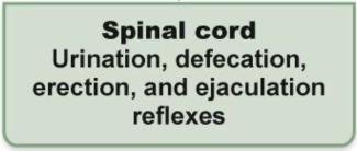 Spinal cord reflexes: urination, defecation, erection, ejaculation