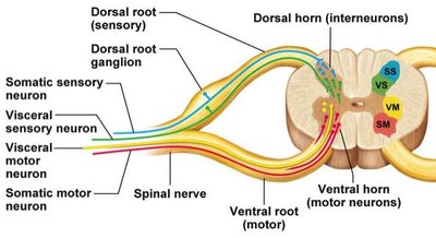 Spinal cord cross-section with labeled horns and neuron types