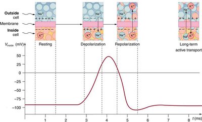 Phases of the action potential and ion movement across the membrane