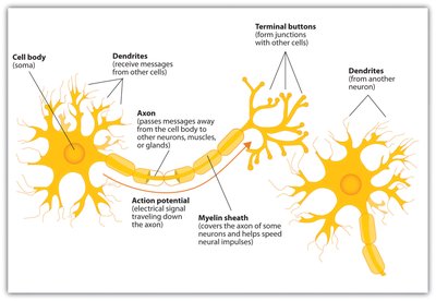 Diagram of neuron structure and signal flow