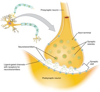 Chemical synapse structure and neurotransmitter release