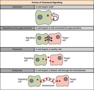 Forms of chemical signaling: autocrine, paracrine, endocrine, and gap junctions