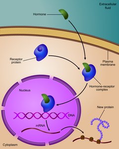 Signal transduction leading to gene expression and new protein synthesis