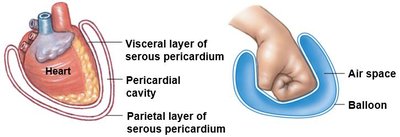 Serous membrane layers around the heart