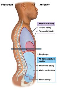 Thoracic and abdominopelvic cavities