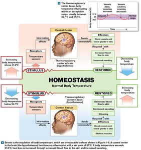 Homeostasis: body temperature regulation