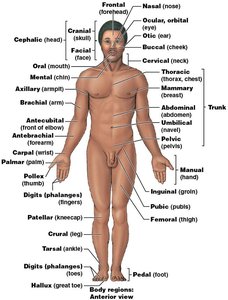 Body regions: anterior view