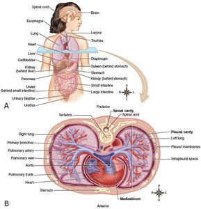 Axial and appendicular regions