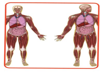 Abdominopelvic quadrants and regions