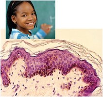 Histological section of dark skin