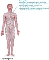 Diagram of cleavage lines on the human body
