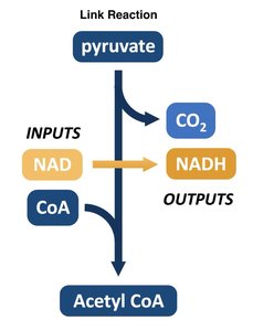 Diagram of the link reaction showing inputs and outputs: pyruvate, NAD, CoA in; CO2, NADH, Acetyl CoA out.