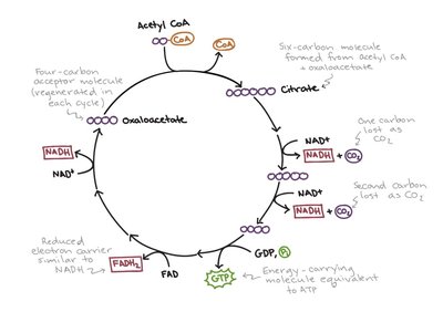Diagram of the Krebs cycle showing the main intermediates, electron carriers, and ATP/GTP production.