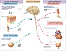 Diagram of PNS sensory and motor divisions, showing somatic and autonomic pathways