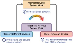 Diagram of a reflex arc showing sensory and motor pathways