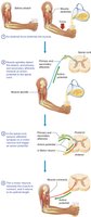 Diagram of monosynaptic and polysynaptic reflex pathways