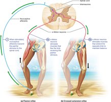 Diagram of withdrawal (flexor) and crossed-extension reflexes