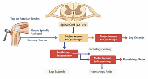 Diagram of the patellar tendon (knee-jerk) reflex pathway