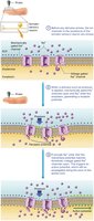 Diagram of major sensory receptors and their stimuli