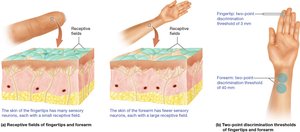 Diagram showing receptive fields and two-point discrimination on skin