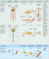 Diagram of sympathetic stimulation of the adrenal medulla and hormone release