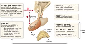 Diagram of the HPA axis and cortisol release in chronic stress