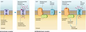 Diagram comparing ionotropic and metabotropic neurotransmitter receptors