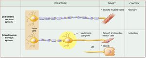 Comparison of somatic and autonomic motor pathways