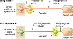 Diagram of preganglionic and postganglionic neurons in sympathetic and parasympathetic divisions