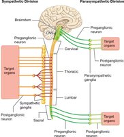 Diagram showing sympathetic and parasympathetic neuron pathways