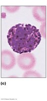 Basophil with large purplish-black granules
