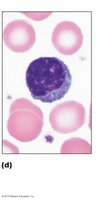 Lymphocyte with large spherical nucleus
