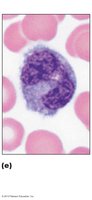 Monocyte with kidney-shaped nucleus