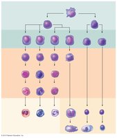 Developmental pathway of leukopoiesis