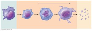 Developmental pathway of platelet formation from stem cell to platelets