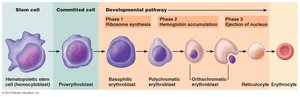 Developmental pathway of erythropoiesis from stem cell to erythrocyte