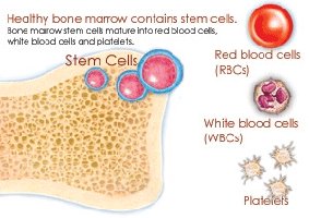 Bone marrow stem cells maturing into red blood cells, white blood cells, and platelets