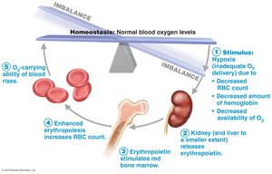 Homeostatic regulation of blood oxygen levels via erythropoietin