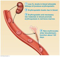 Steps in erythropoietin regulation and erythrocyte production