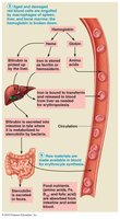 Pathway of erythrocyte destruction and recycling of components