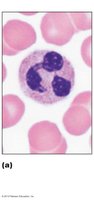 Neutrophil with multilobed nucleus