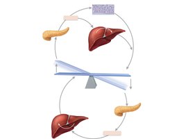 Regulation of blood glucose by insulin and glucagon