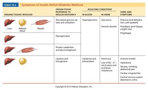 Symptoms of insulin deficit (Diabetes Mellitus)